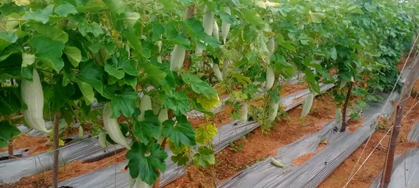 Snake_gourd_short_foot