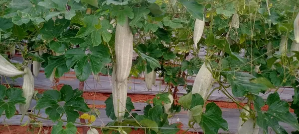 Snake_gourd_short_foot