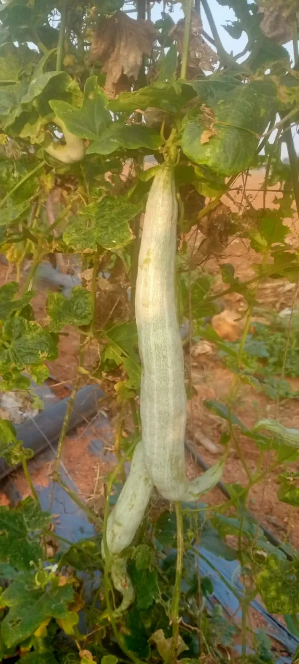 Snake_gourd_short_foot