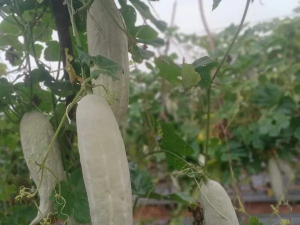 Snake_gourd_short_foot