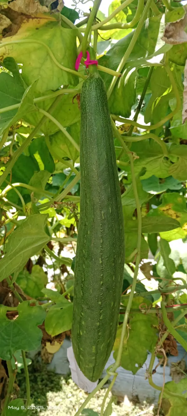 Sponge_Gourd_Sweety