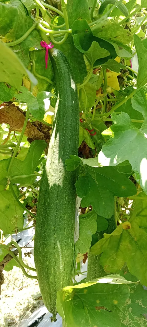 Sponge_Gourd_Sweety