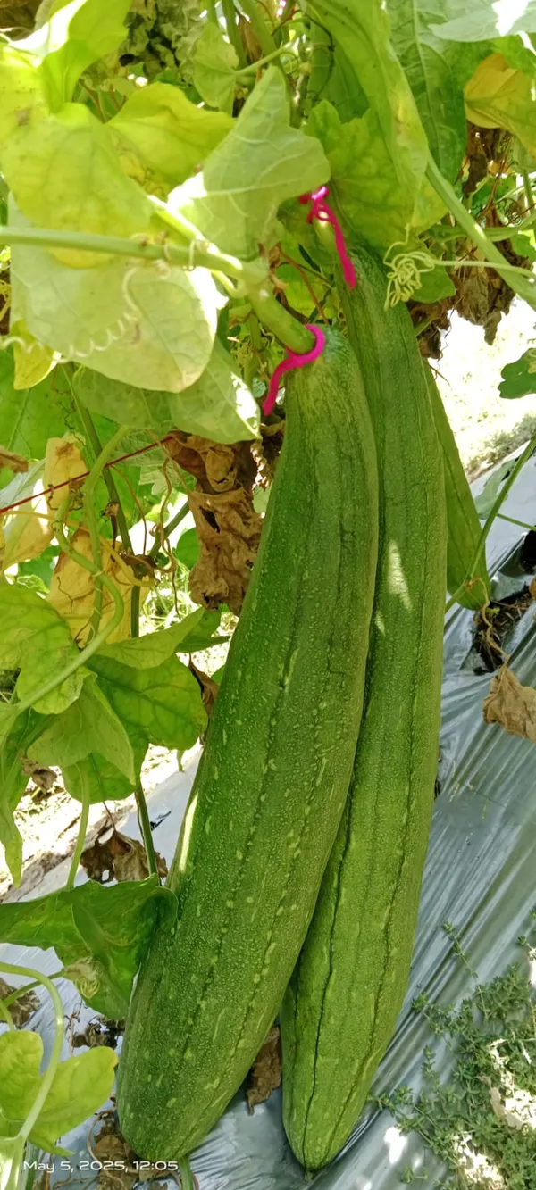 Sponge_Gourd_Sweety