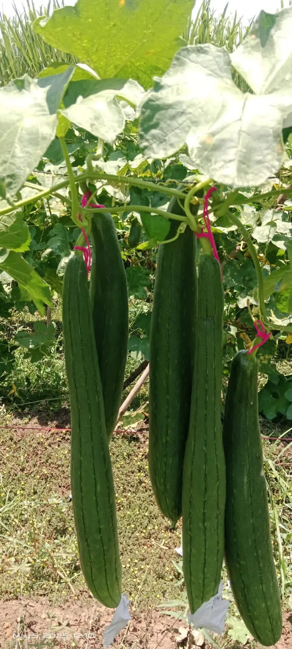 Sponge_Gourd_Sweety