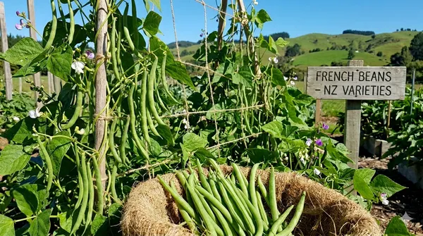 French_bean_NZ