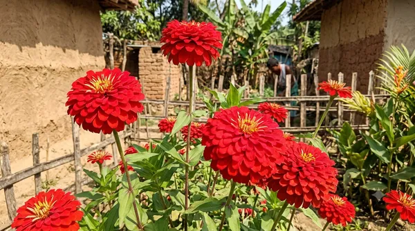 Zinnia_Elegence_Dhaliya_Scarlet_Flame