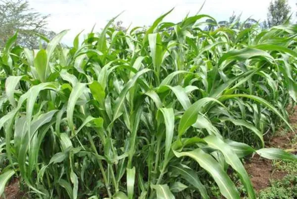 Fodder_jowar_Pssg
