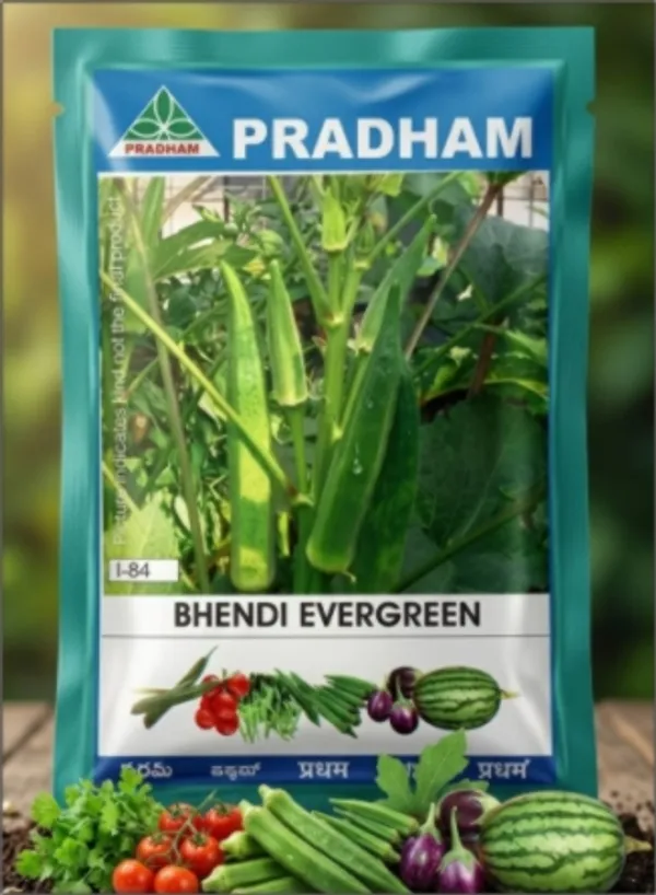 Bhendi_Evergreen