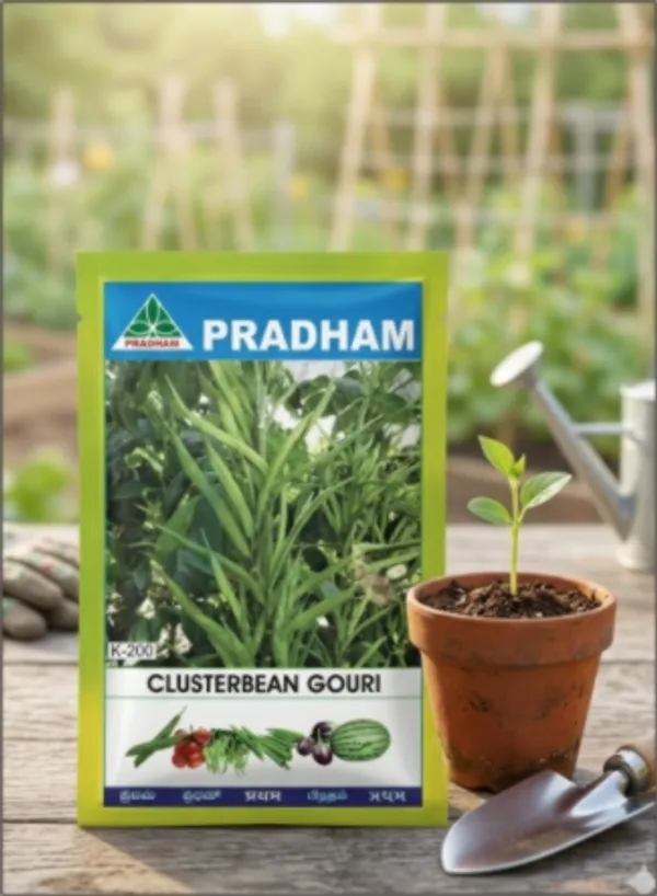Cluster_bean_Gouri