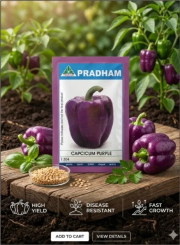 Capcicum_Purple