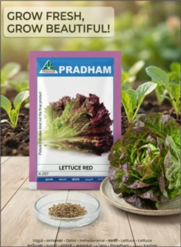 Lettuce_lolla_rosa