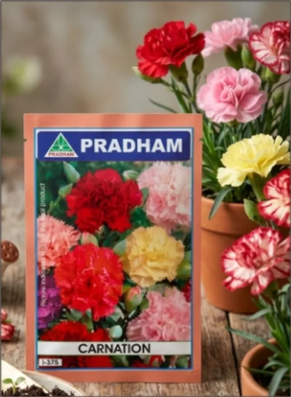 Dianthus_Carnation