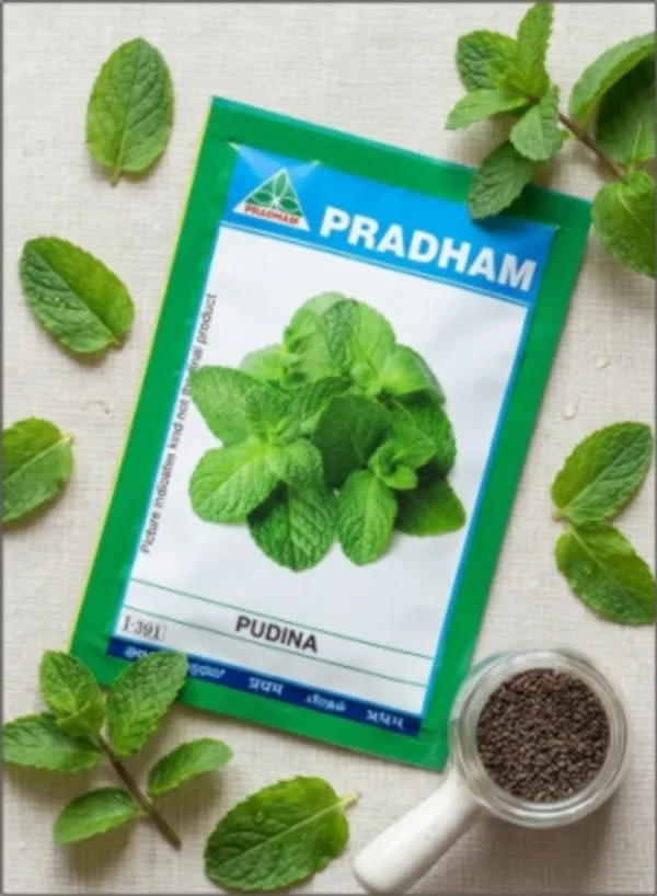 Mint_Pudina
