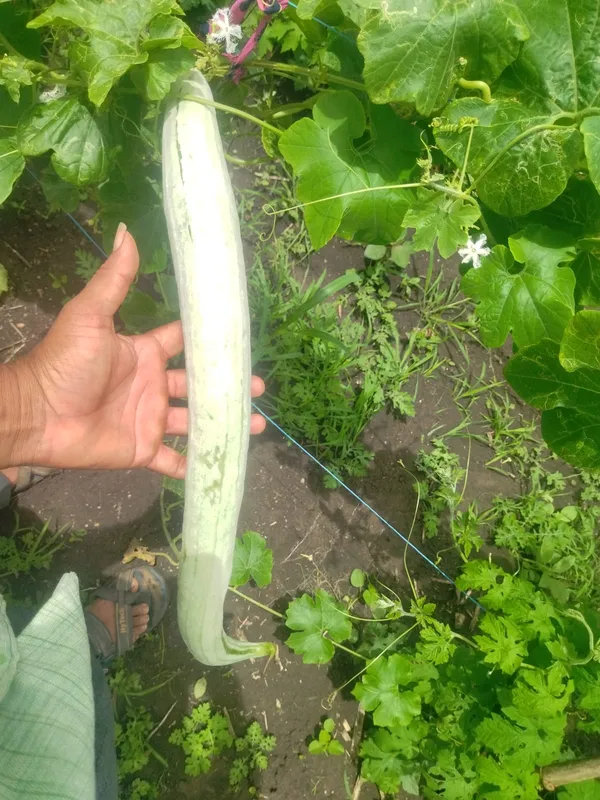 Snake_gourd_White_long
