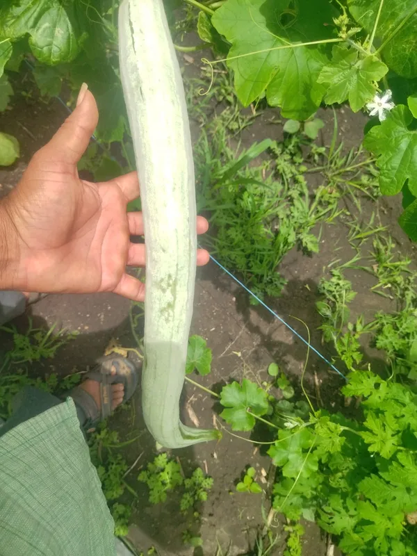 Snake_gourd_White_long