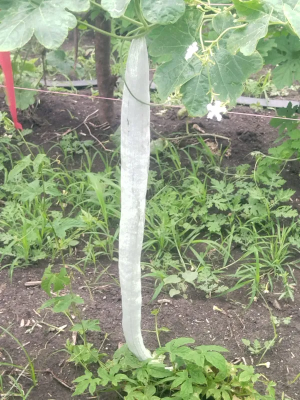 Snake_gourd_White_long
