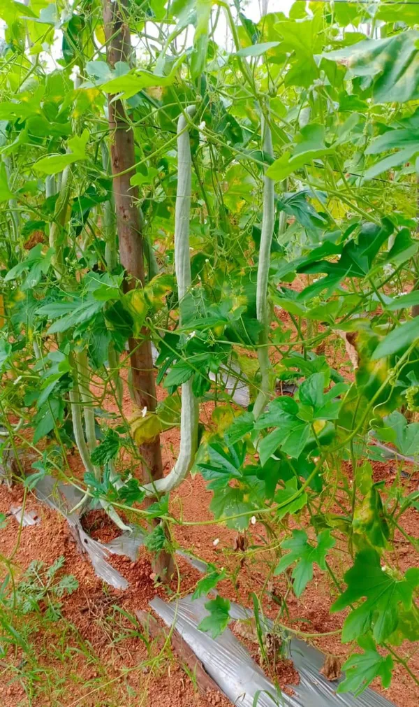 Snake_gourd_White_long