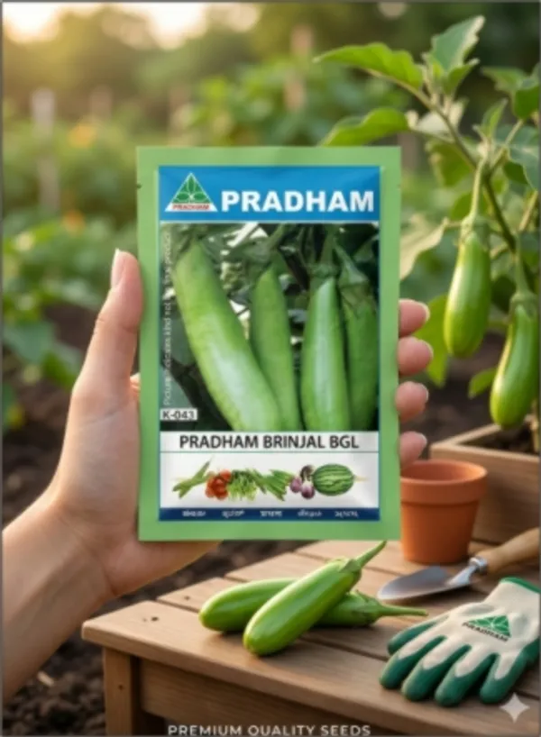 Brinjal_Green_Long