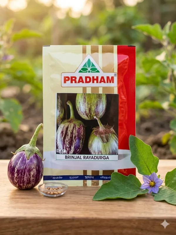 Brinjal_Raydurga