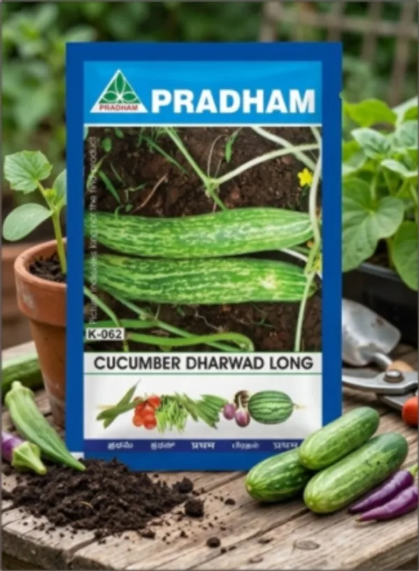 Cucumber_Dharwar_long