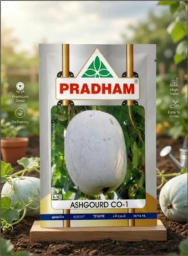Ashgourd_Co-2