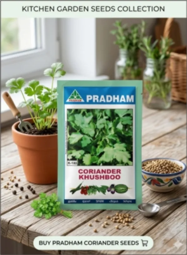 Coriander_Khushboo