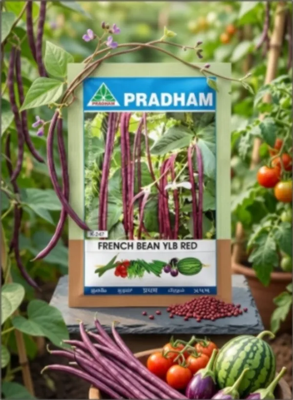 French_bean_Yard_long_bean_red