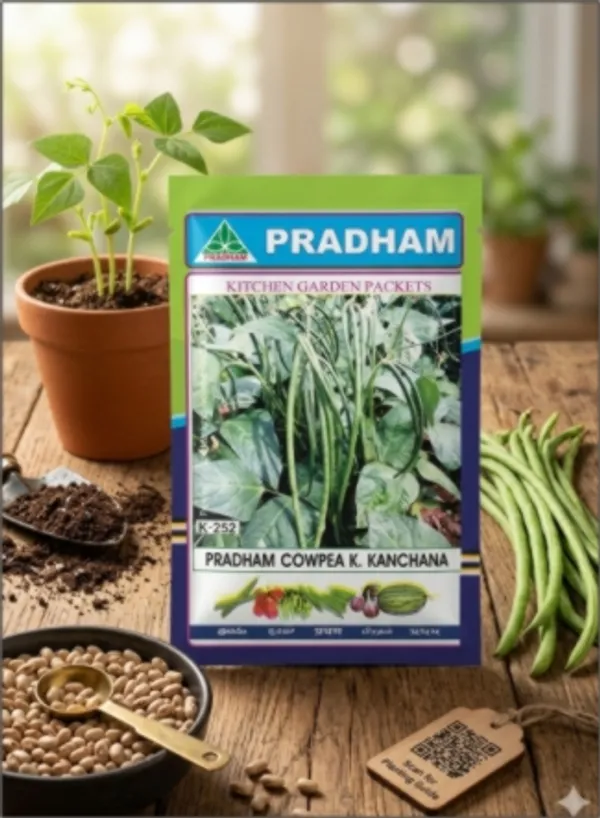 Cowpea_K_Kanchan