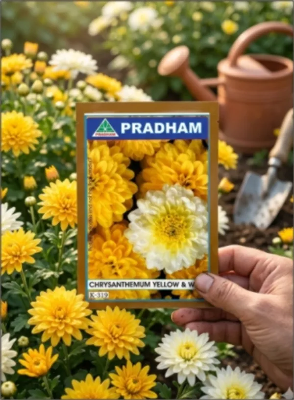 Chryanthemum_yellow_white