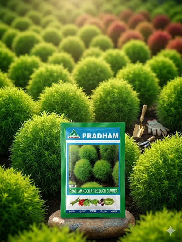 Kochia_Fire_bush