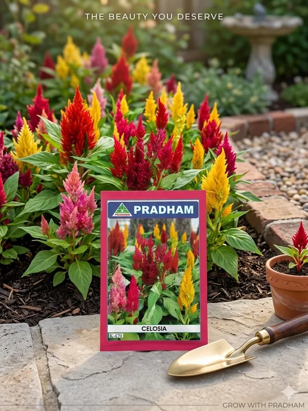 Celosia_Mix