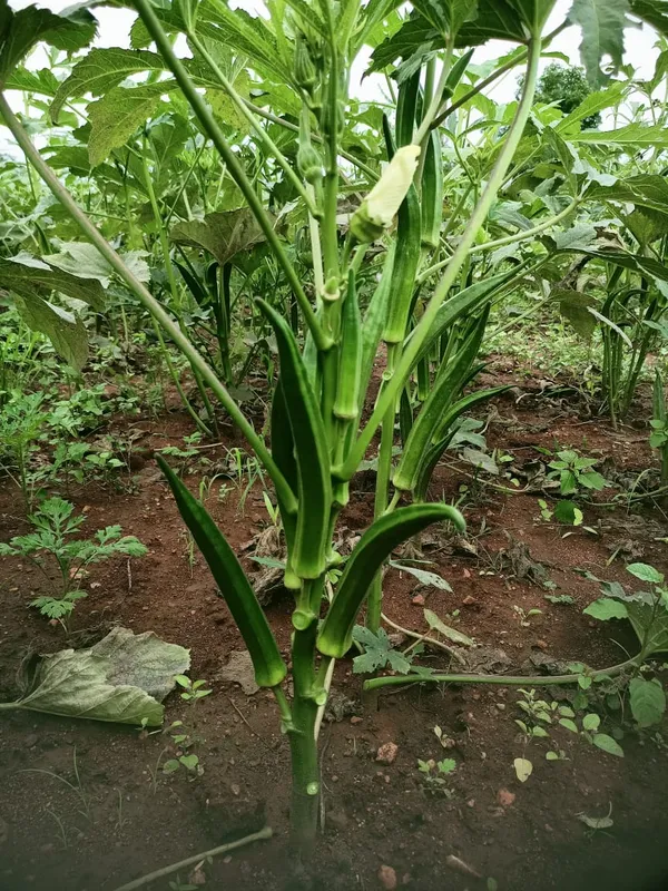 Bhendi_Evergreen