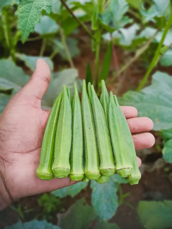 Bhendi_Evergreen