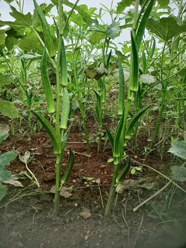 Bhendi_Evergreen