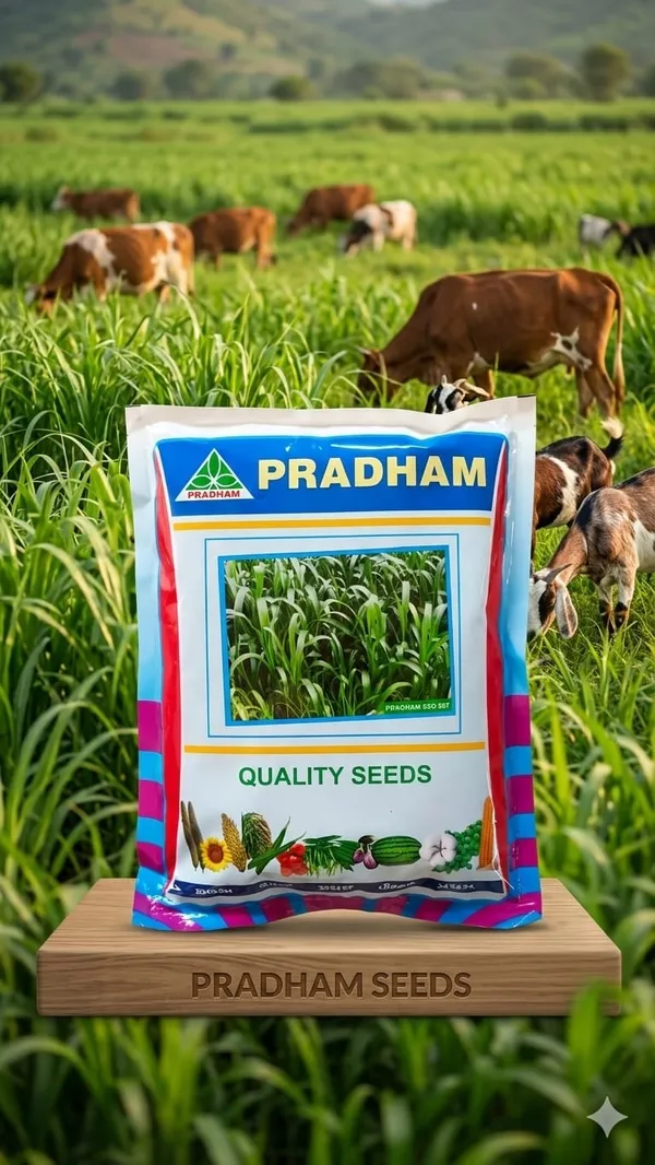 Fodder_jowar_Pssg