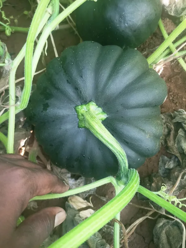 Pumpkin_C0-1