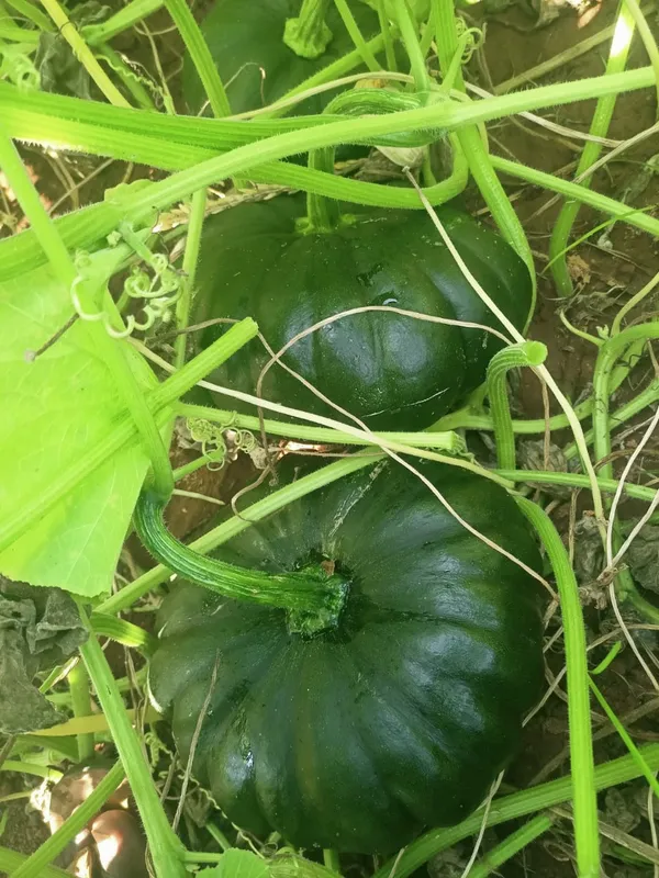 Pumpkin_C0-1