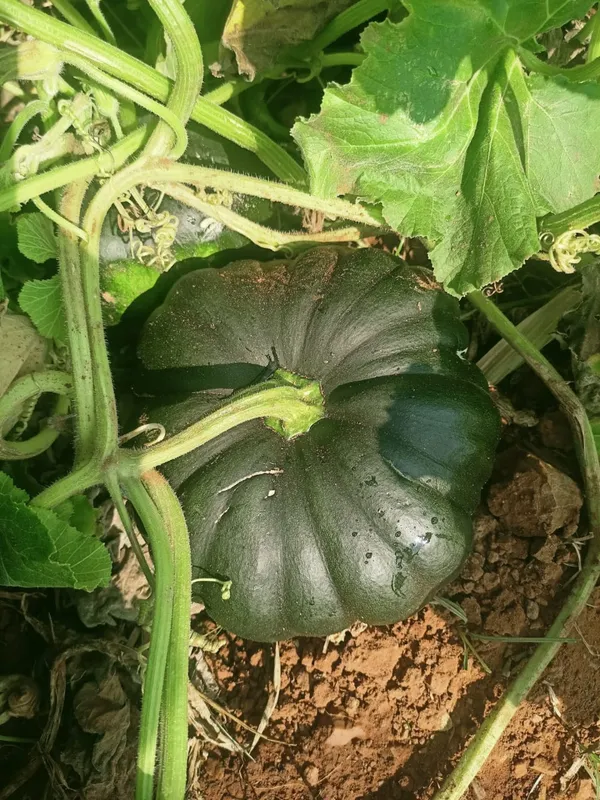 Pumpkin_C0-1