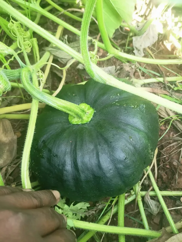 Pumpkin_C0-1