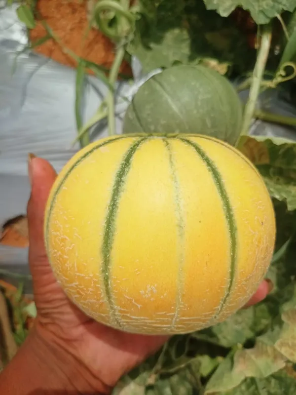 Muskmelon_Raj