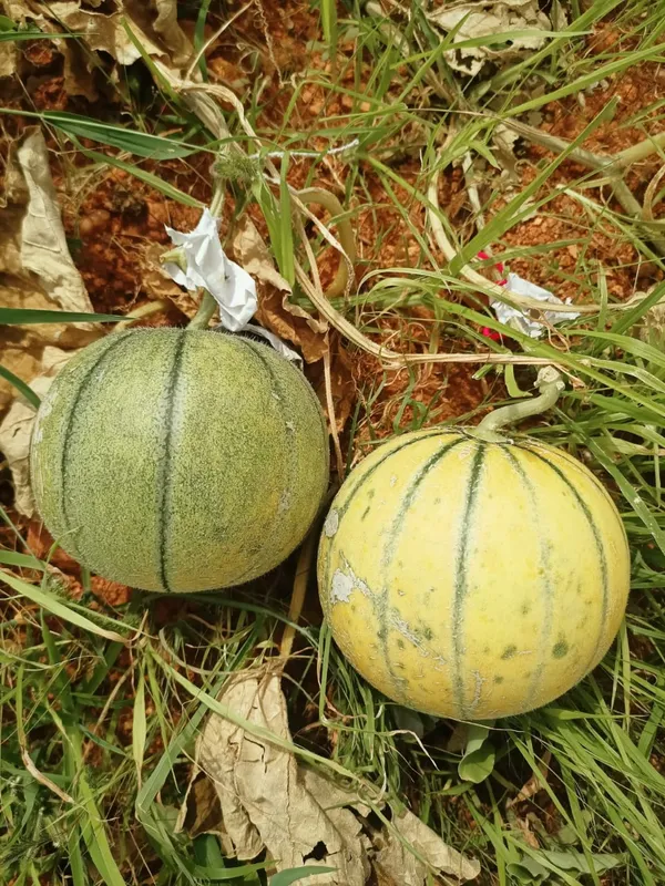 Muskmelon_Raj