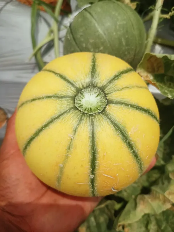 Muskmelon_Raj