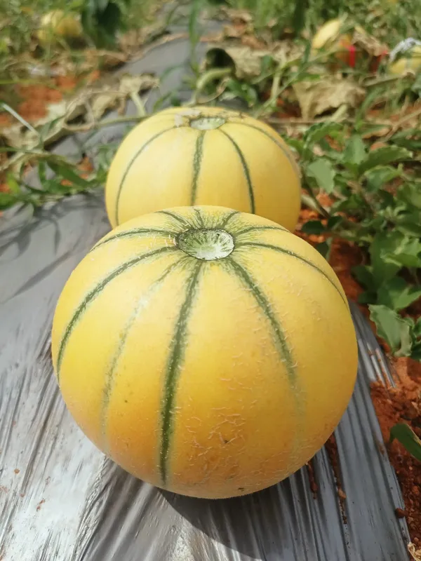 Muskmelon_Raj
