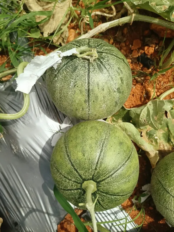 Muskmelon_Raj