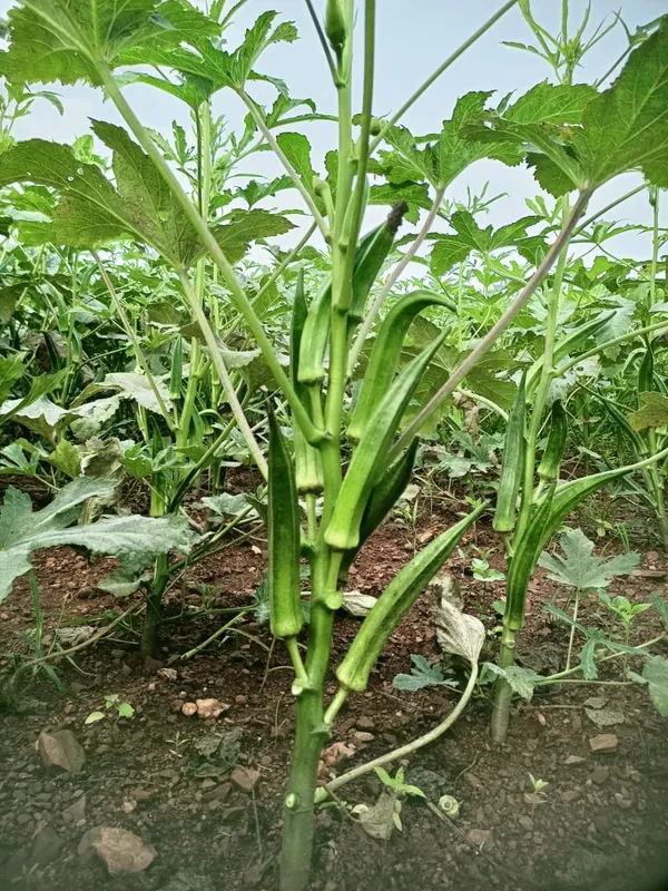 Bhendi_Arka_Anamika