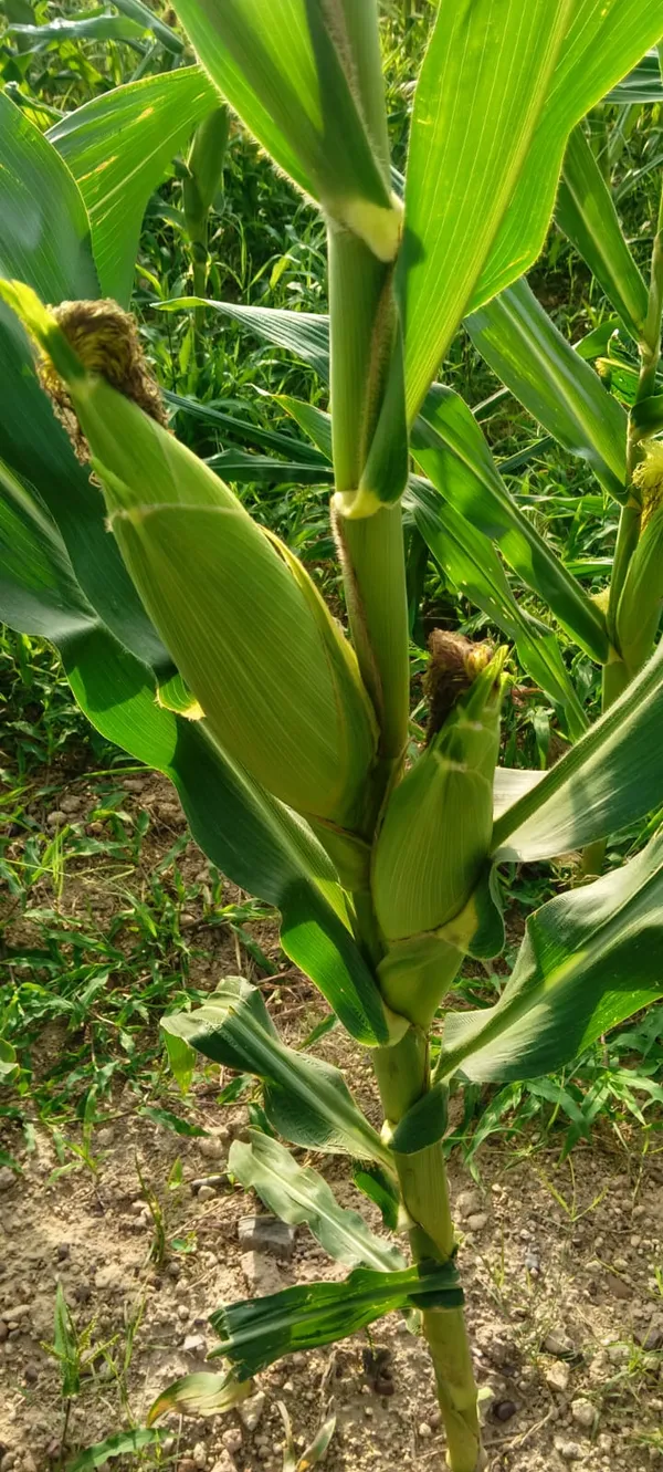 Maize_Sweet_Corn