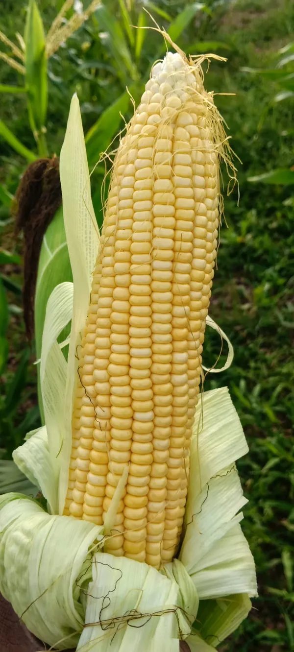 Maize_Sweet_Corn