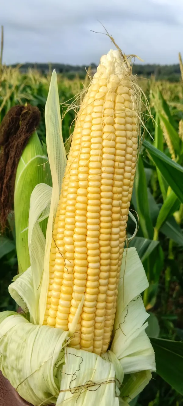 Maize_Sweet_Corn