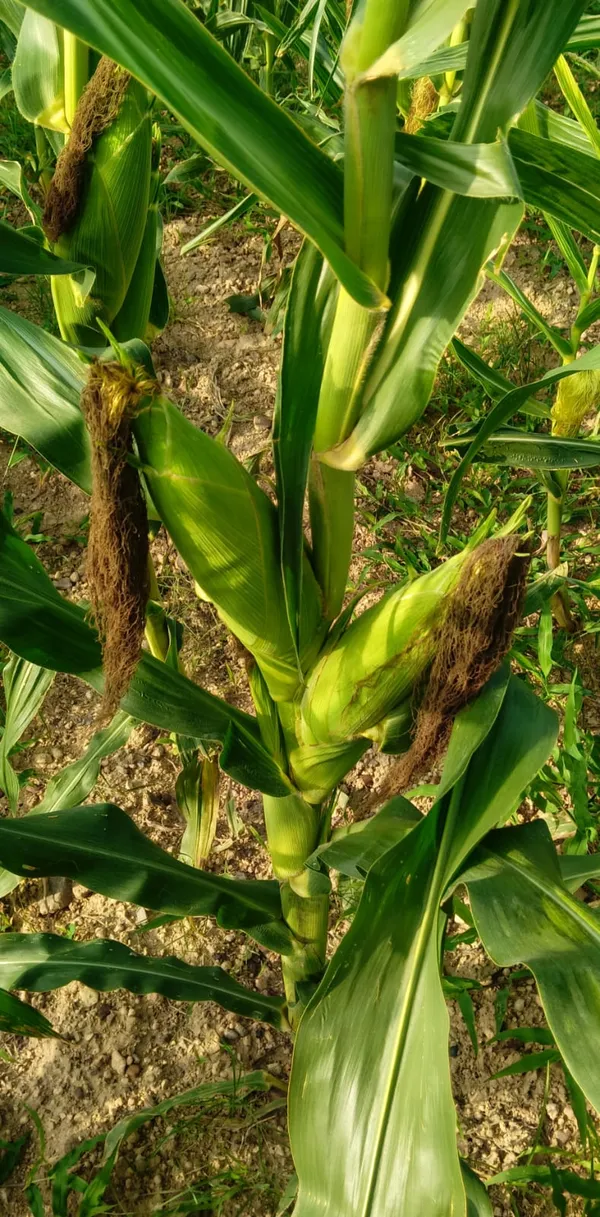 Maize_Sweet_Corn