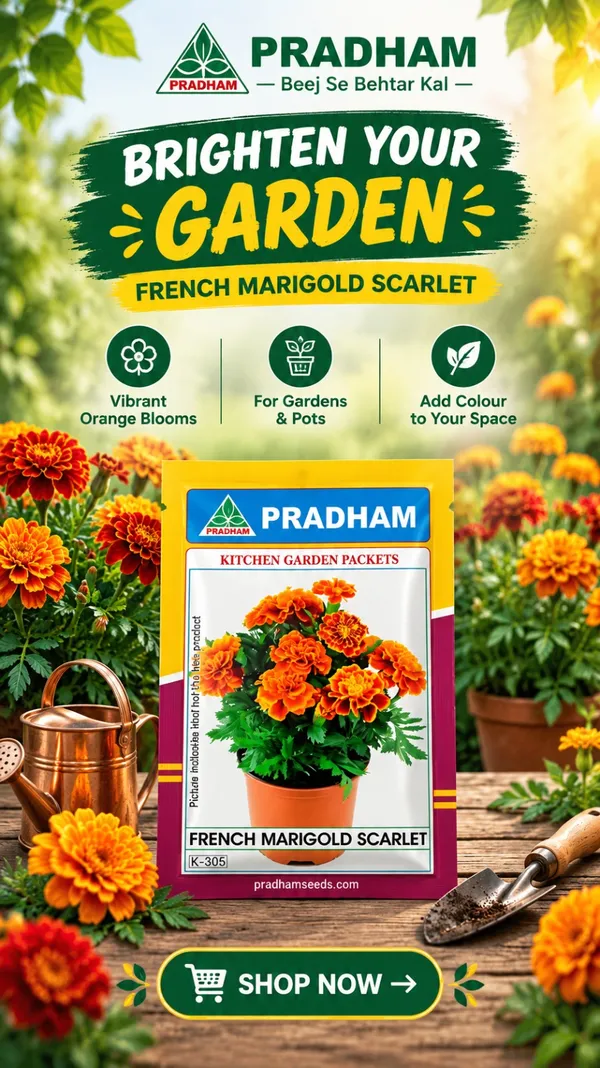 French_Marigold_Scarlet_50_gram